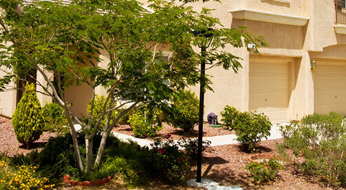 Landscaping Las Vegas Henderson Nv, Pro Turf Landscape Management